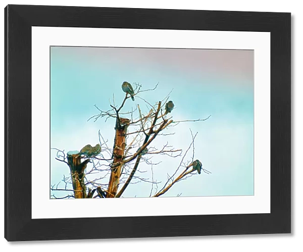 Birds in a Barren Tree During Winter