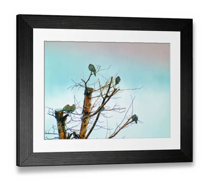 Framed Print : Birds in a Barren Tree During Winter Framed Print : Birds in a Barren Tree During Winter