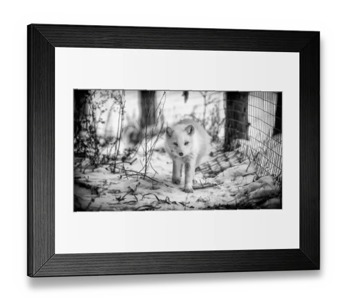 Framed Print : Artic fox. Captured this white arctic fox walking along a fence line in Framed Print : Artic fox. Captured this white arctic fox walking along a fence line in