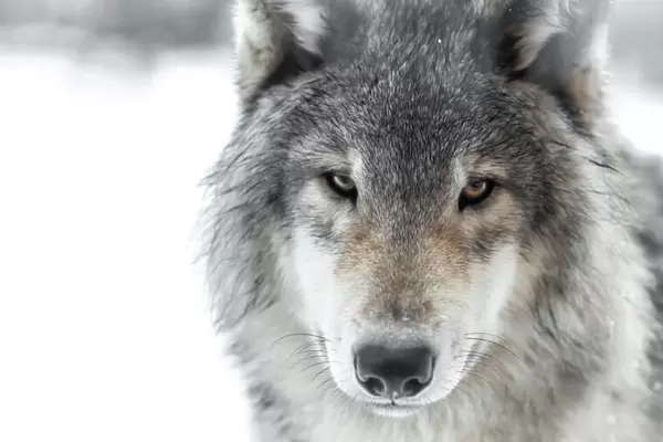 Wolf face. Captured this grey wolf face looking directly into the lens
