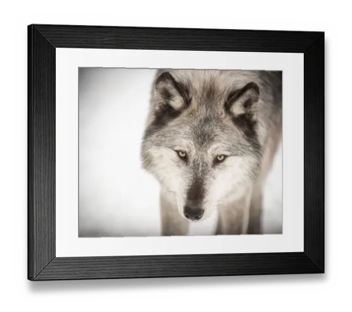 Framed Print : Canadian grey wolf Framed Print : Canadian grey wolf