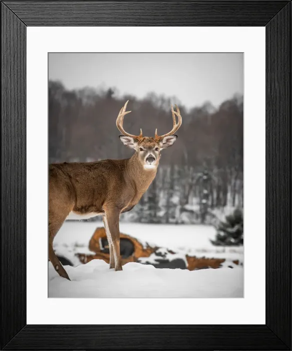 Framed Print : Elk in the winter forest Framed Print : Elk in the winter forest