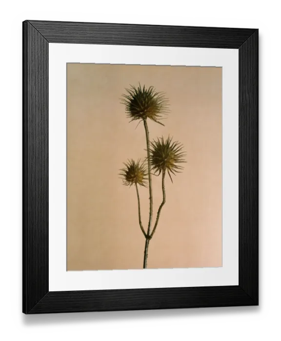 Framed Print : Thistle seed pods Framed Print : Thistle seed pods