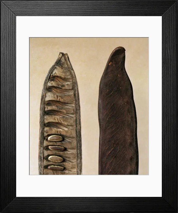 Framed Print : Seeds. Close-up Flame tree seeds Framed Print : Seeds. Close-up Flame tree seeds