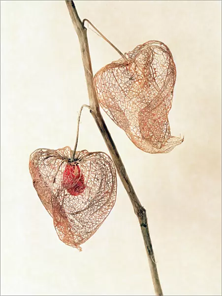 Dry Seeds of chinese lantern