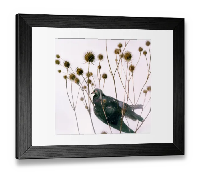 Framed Print : Pigeon and thistle Framed Print : Pigeon and thistle