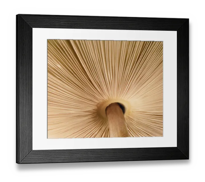 Framed Print : Mushroom gills Framed Print : Mushroom gills