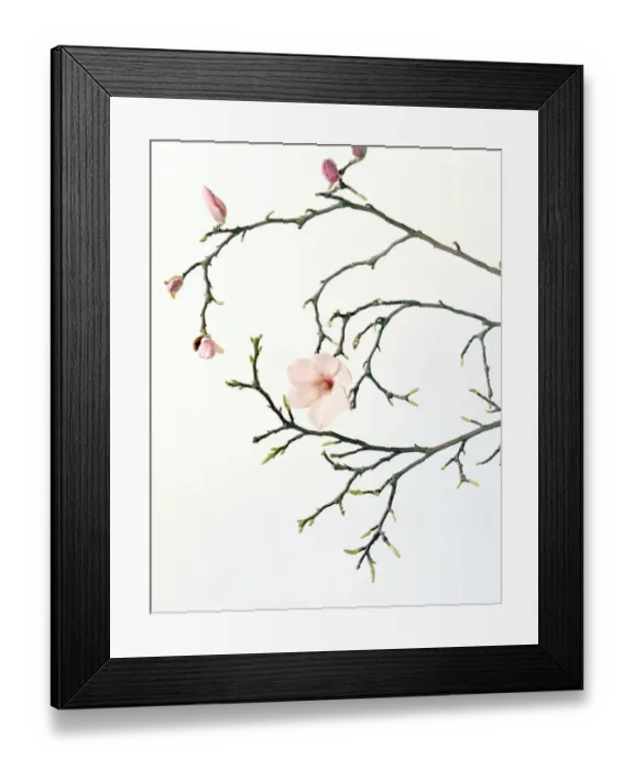 Framed Print : Magnolia buds and flowers Framed Print : Magnolia buds and flowers