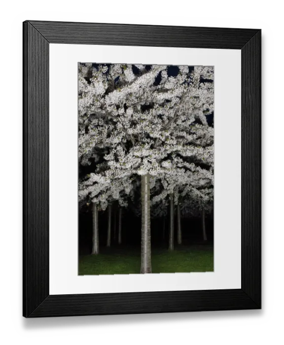 Framed Print : Cherry blossom by night