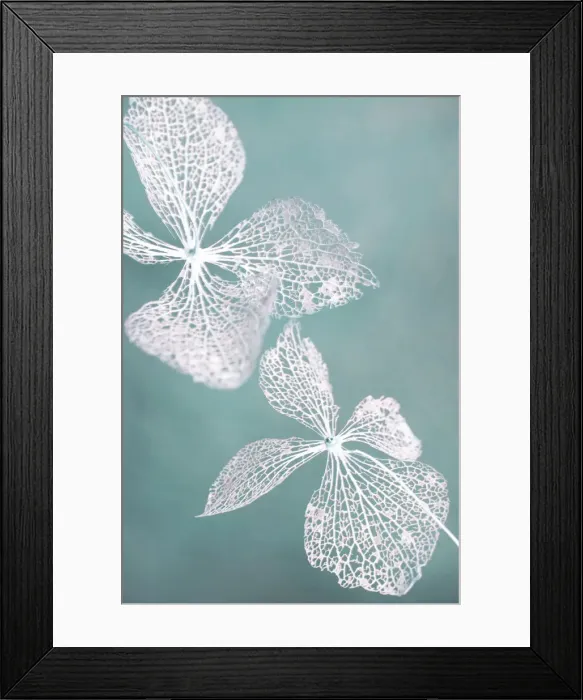 Framed Print : Dried flowers