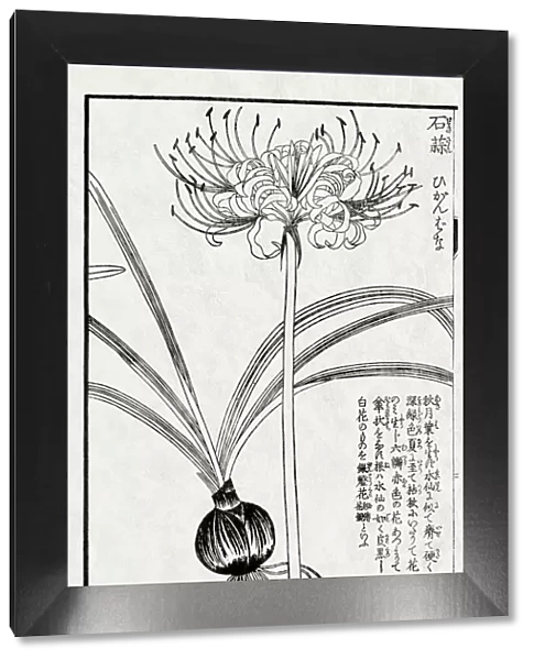 Medicinal plant, 19 century Japanese botanical illustration