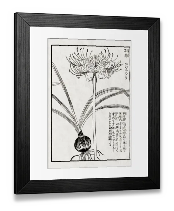 Framed Print : Medicinal plant, 19 century Japanese botanical illustration Framed Print : Medicinal plant, 19 century Japanese botanical illustration
