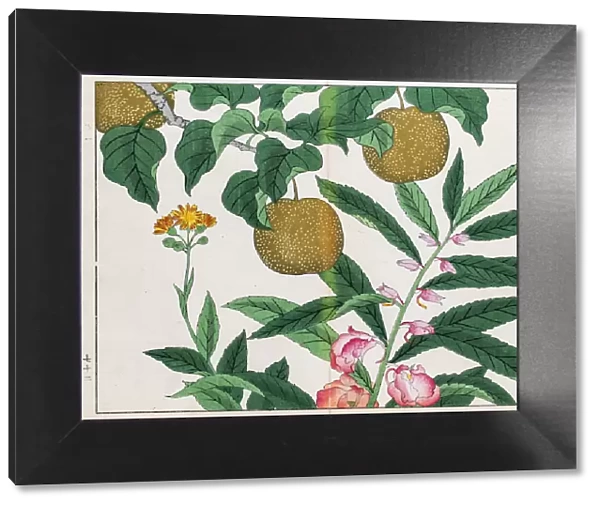 Pear tree and Balsam plant japanese woodblock print
