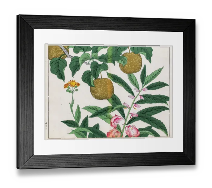 Framed Print : Pear tree and Balsam plant japanese woodblock print Framed Print : Pear tree and Balsam plant japanese woodblock print