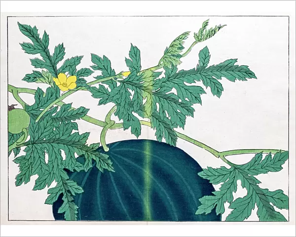 Watermelon japanese woodblock print