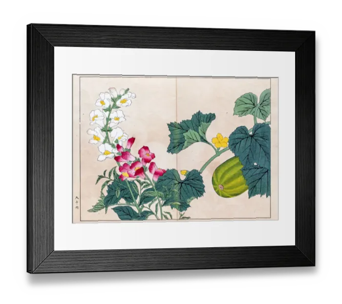 Framed Print : Makua melon and Snapdragon japanese woodblock print Framed Print : Makua melon and Snapdragon japanese woodblock print