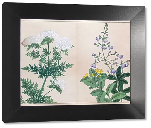 Bell flower and Carrot flower japanese woodblock print