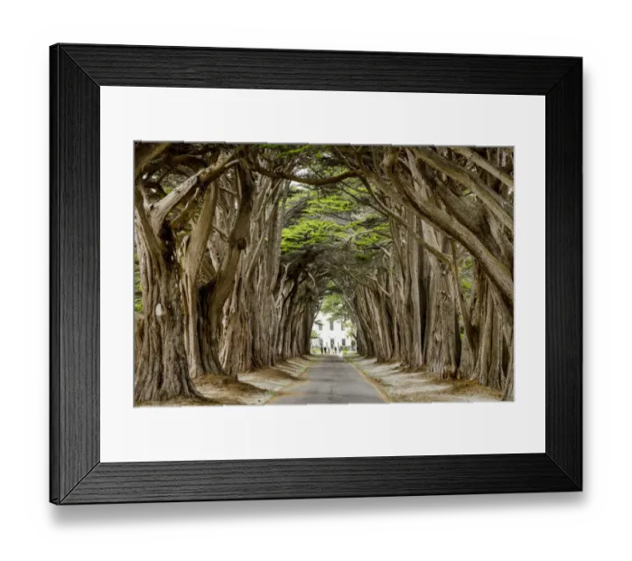 Framed Print : Cypress Tree Tunnel, California Framed Print : Cypress Tree Tunnel, California