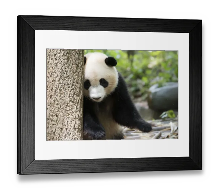 Framed Print : Giant Panda Framed Print : Giant Panda