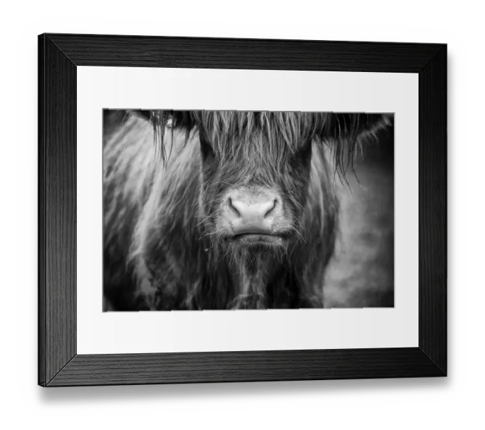Framed Print : Highland cow Framed Print : Highland cow