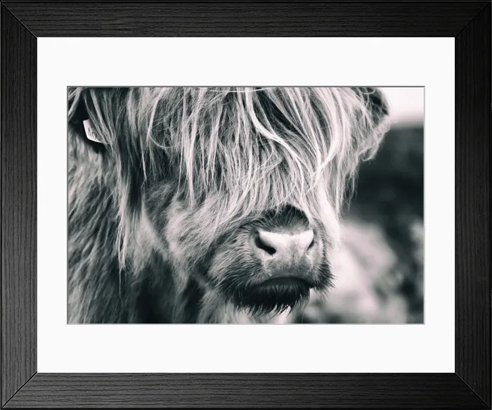 Framed Print : Highland Cow