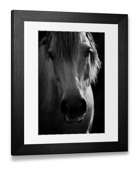 Framed Print : Golden Horse