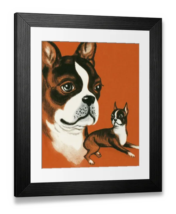 Framed Print : Boston Terrier Framed Print : Boston Terrier