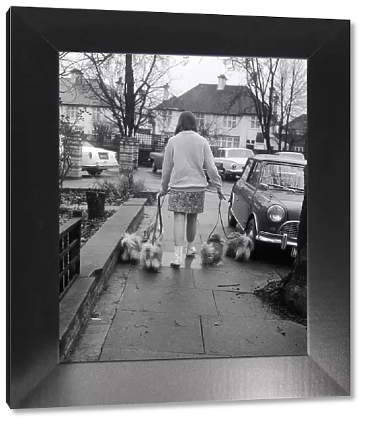 Dog Walk. 2nd December 1966: Sixteen-year-old Sonja Forquet of Watford