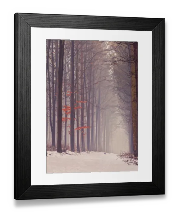 Framed Print : A snowy misty pathway leads through a English woodland
