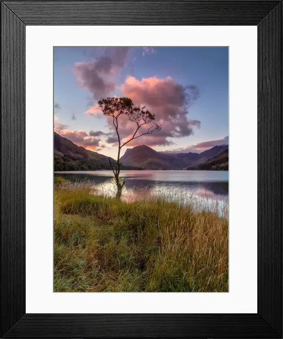 Framed Print : Butteremere Lone Tree Framed Print : Butteremere Lone Tree