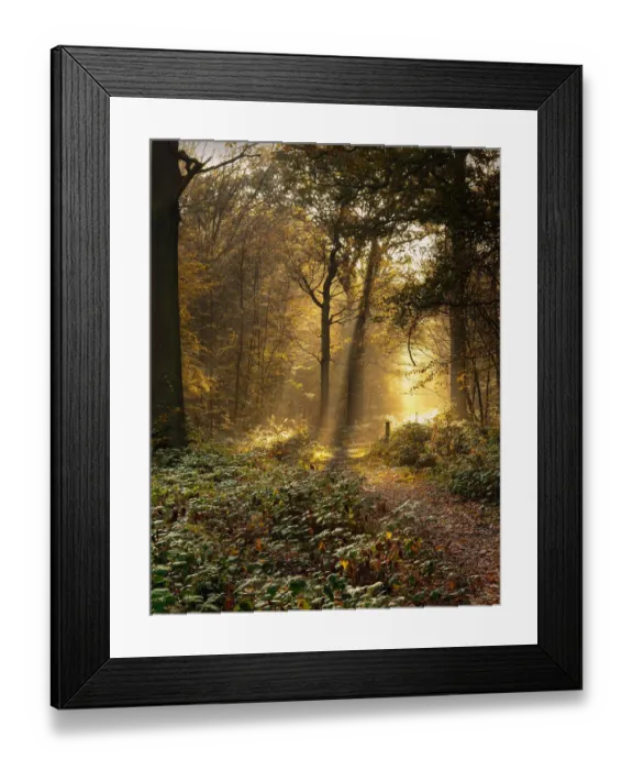 Framed Print : Radiance II Framed Print : Radiance II