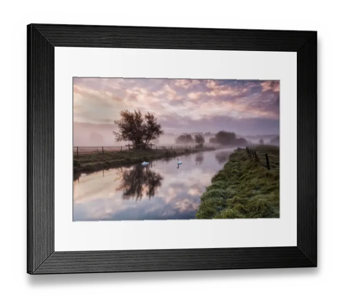 Framed Print : Swans. Hertford, Hertfordshire, UK. October 13, 2012 Framed Print : Swans. Hertford, Hertfordshire, UK. October 13, 2012