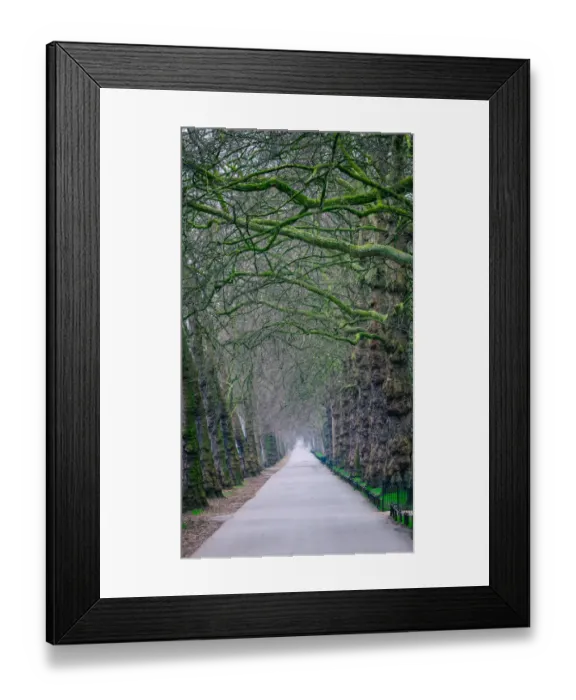 Framed Print : Elongated. St Jamess Park, London, UK. Mar 12, 2017 Framed Print : Elongated. St Jamess Park, London, UK. Mar 12, 2017