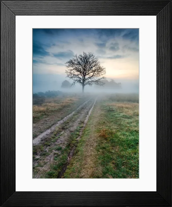 Framed Print : Richmond Park Framed Print : Richmond Park