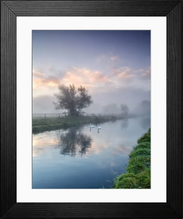 Framed Print : Swans on a Dawn Misty River Framed Print : Swans on a Dawn Misty River