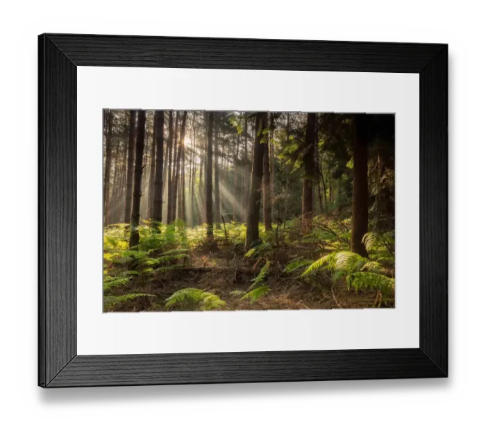 Framed Print : Morning Light Framed Print : Morning Light