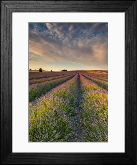 Framed Print : Lavender Field Framed Print : Lavender Field
