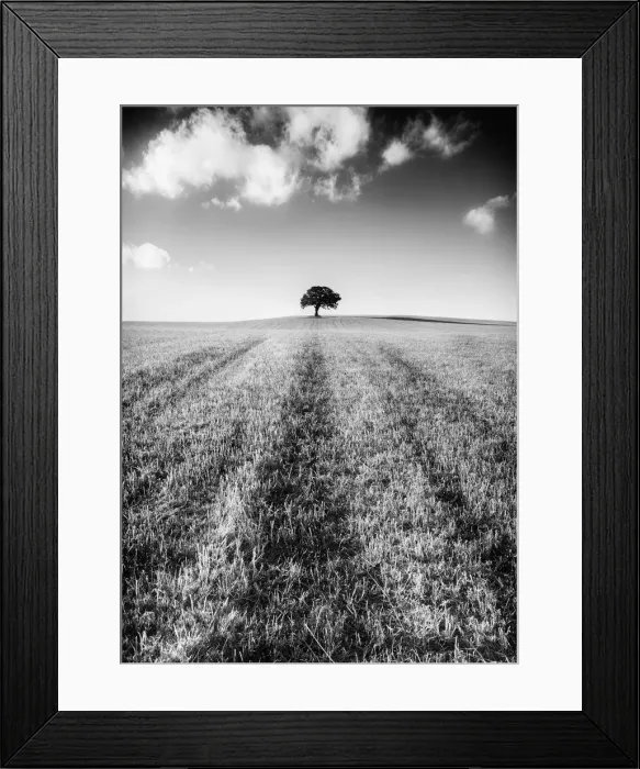 Framed Print : Lonely Tree Framed Print : Lonely Tree