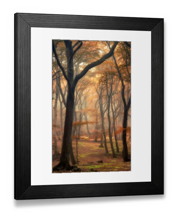 Framed Print : Autumn Woods #003 Framed Print : Autumn Woods #003
