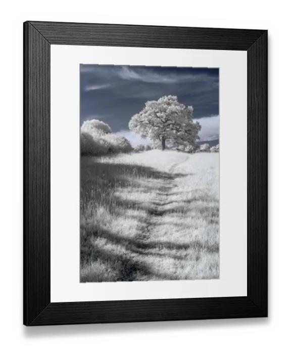 Framed Print : Trail I. Broxbourne Woods, Hertfordshire, UK Framed Print : Trail I. Broxbourne Woods, Hertfordshire, UK