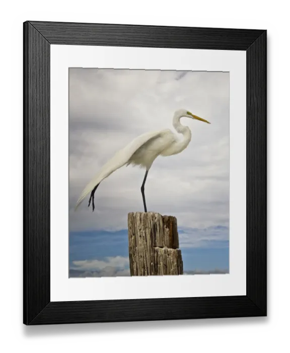 Framed Print : Talented Egret in Fort Myers Beach, Florida Framed Print : Talented Egret in Fort Myers Beach, Florida