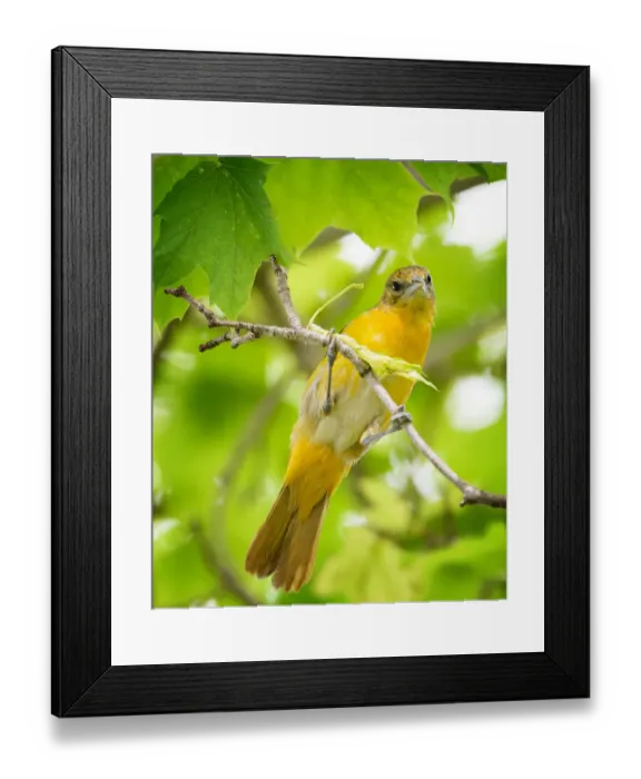 Framed Print : Curious Baltimore Oriole Looking Down at Camera Framed Print : Curious Baltimore Oriole Looking Down at Camera