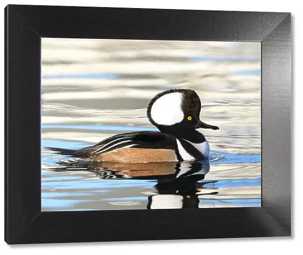 Reflective Waters and a Hooded Merganser (Lophodytes cucullatus)