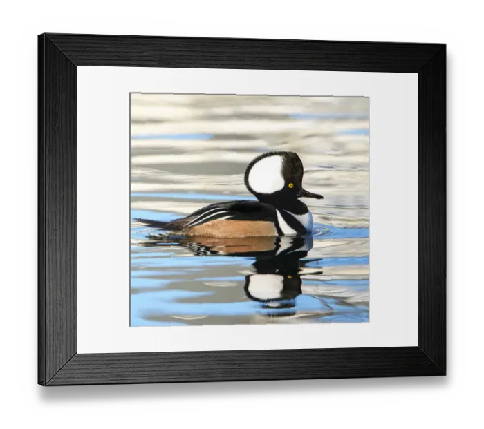 Framed Print : Reflective Waters and a Hooded Merganser (Lophodytes cucullatus) Framed Print : Reflective Waters and a Hooded Merganser (Lophodytes cucullatus)