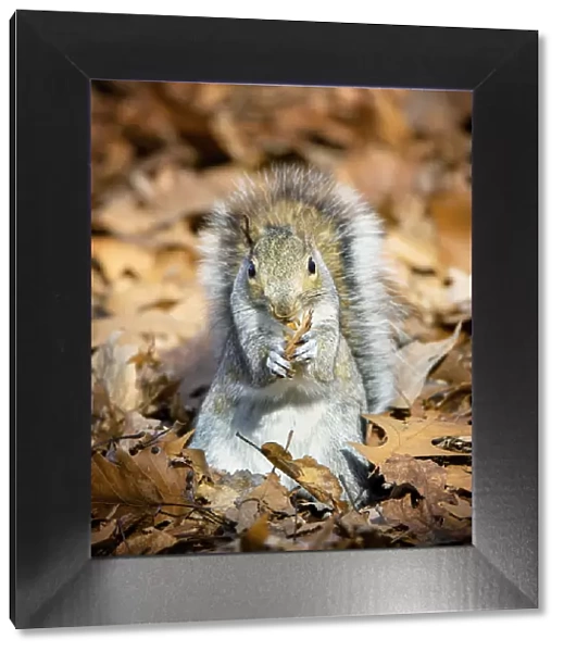 Squirrel with Fall Leaves