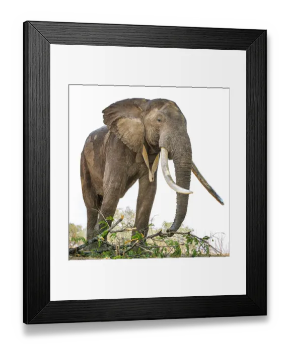 Framed Print : Huge African Elephant from Below at Mana Pools National Park, Zimbabwe