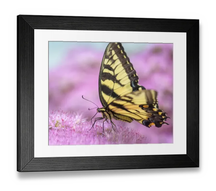 Framed Print : Cute Close Up of Pretty Pink Flower and Swallowtail Butterfly in Summer