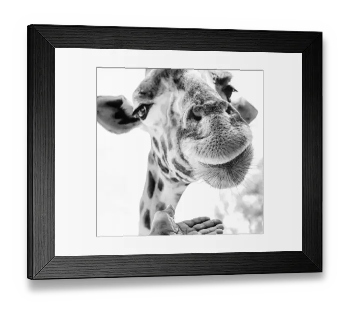 Framed Print : Cute Giraffe in Extreme Close Up at Nairobi Park, Kenya