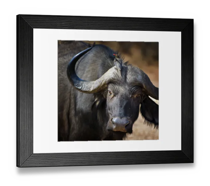 Framed Print : Oxpecker Riding on Horns of Cape Buffalo at Matusadona Park Framed Print : Oxpecker Riding on Horns of Cape Buffalo at Matusadona Park