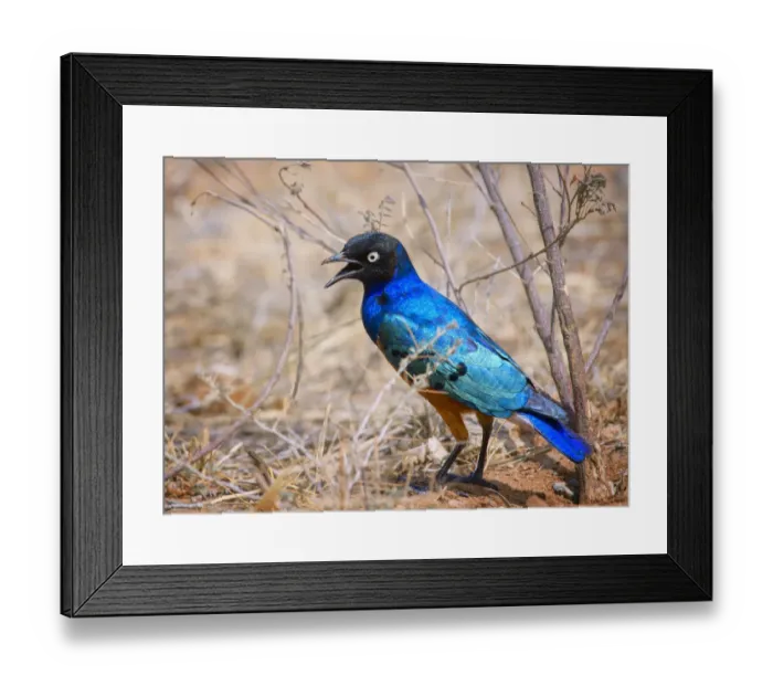 Framed Print : Bright Vibrant Colors of a Superb Starling in Samburu, Kenya